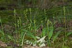 Palegreen orchid